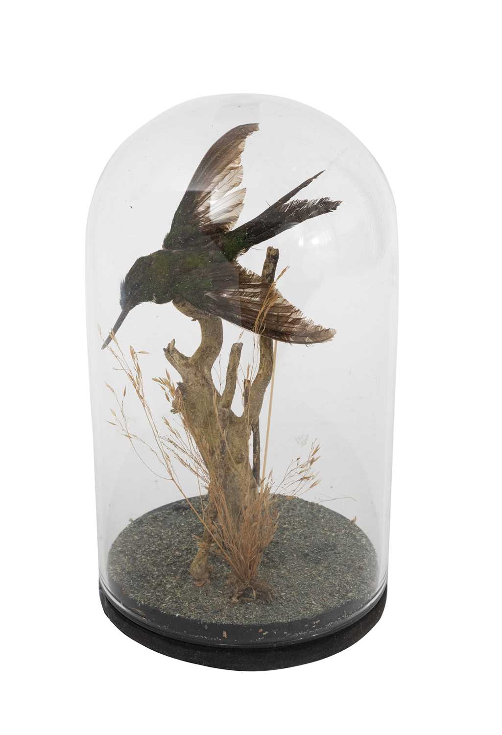 A TAXIDERMY HUMMINGBIRD IN GLASS DOME