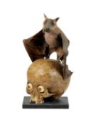 A MODEL OF A HUMAN SKULL WITH A TAXIDERMY FRUIT BAT ATOP