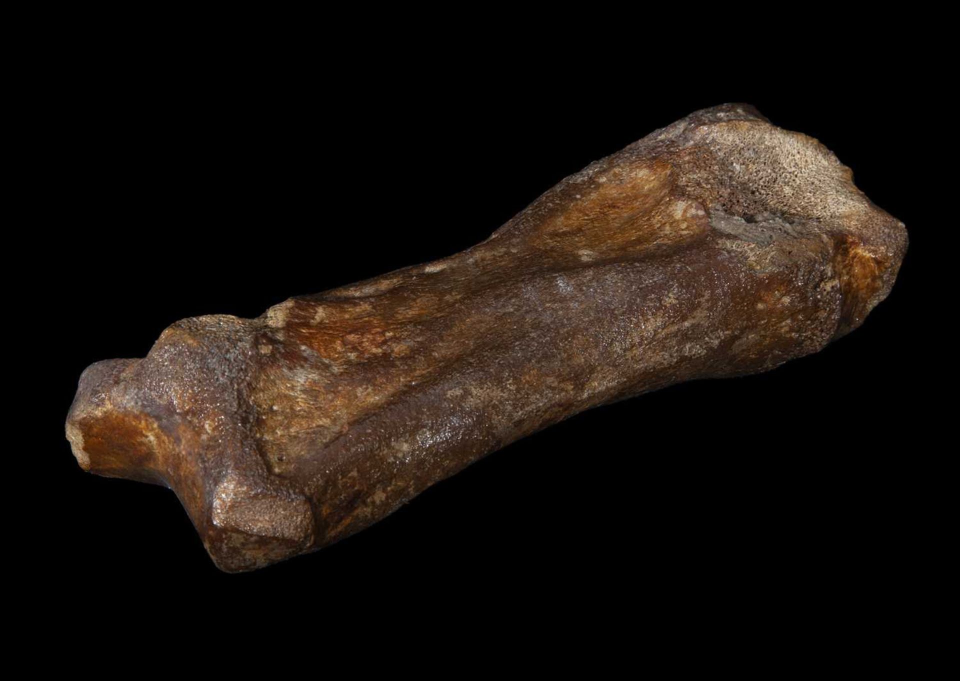 A FOSSILISED EXTINCT WOOLLY RHINOCEROS TOE BONE (COELODONTA ANTIQUITATIS)