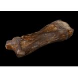 A FOSSILISED EXTINCT WOOLLY RHINOCEROS TOE BONE (COELODONTA ANTIQUITATIS)