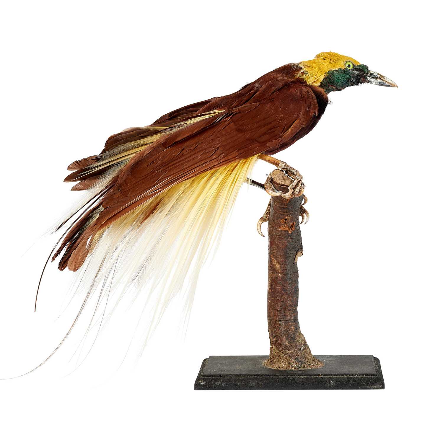 A 19TH CENTURY TAXIDERMY BIRD OF PARADISE