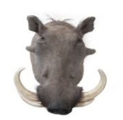 A TAXIDERMY WARTHOG HEAD (PHACOCHOERUS AFRICANUS)