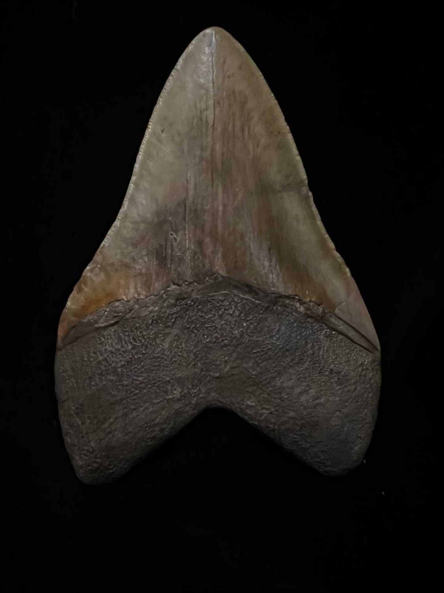 AN EXTINCT FOSSILISED MEGALODON SHARK TOOTH - Image 5 of 5