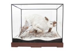 A TAXIDERMY DIORAMA OF A SCOTTISH MOUNTAIN HARE (LEPUS TIMIDUS)