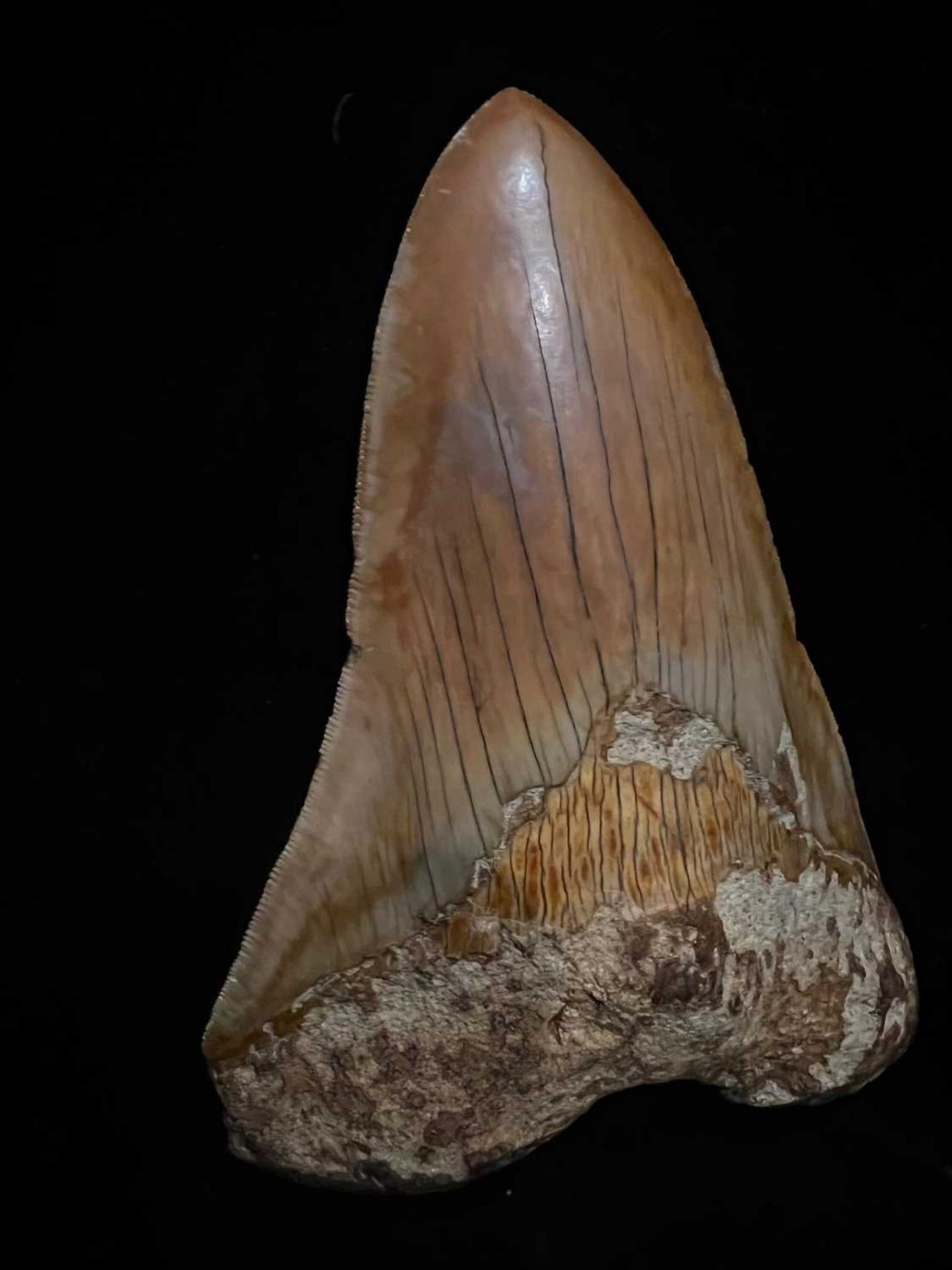 A LARGE MEGALODON SHARK TOOTH, 14.5CM LONG - Image 2 of 6