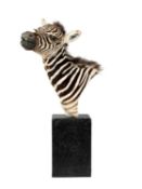 A TAXIDERMY SHOULDER MOUNT BABY ZEBRA (EQUUS QUAGGA)