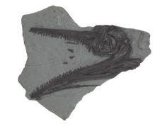 A CAST REPLICA OF AN EXTINCT ICHTHYOSAUR MARINE REPTILE SKULL FOSSIL