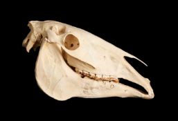 A HORSE SKULL (EQUUS CABALLUS)