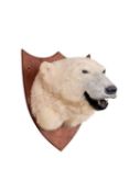 A TAXIDERMY POLAR BEAR HEAD MOUNT (URSUS MARITIMUS)