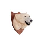 A TAXIDERMY POLAR BEAR HEAD MOUNT (URSUS MARITIMUS)