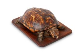 A TAXIDERMY TORTOISE DATED 1927