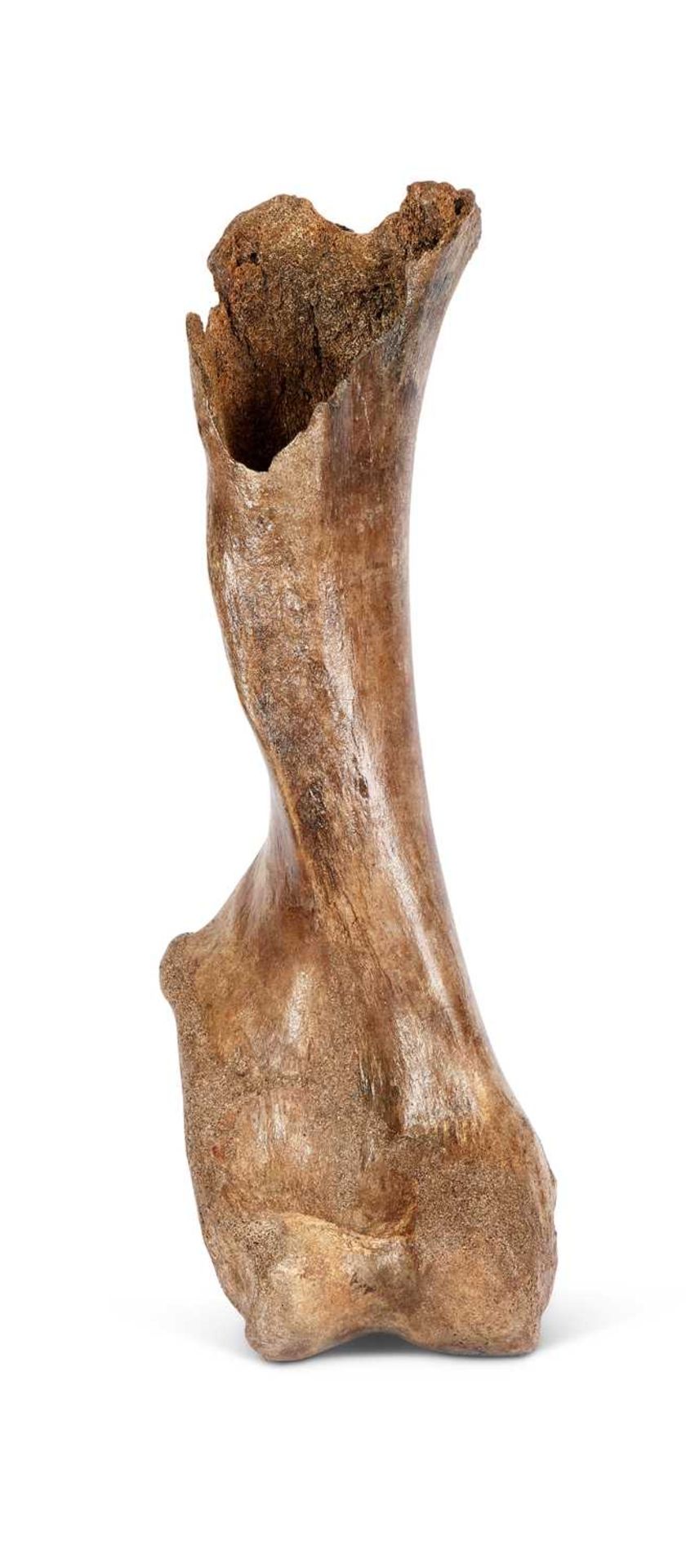 EXTINCT WOOLLY MAMMOTH (MAMMUTHUS PRIMIGENIUS) HUMERUS LEG BONE, PLEISTOCENE, 100,000 YEARS OLD - Image 3 of 3