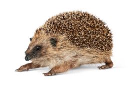 TAXIDERMY: A EUROPEAN HEDGEHOG (ERINACEUS EUROPAEUS)