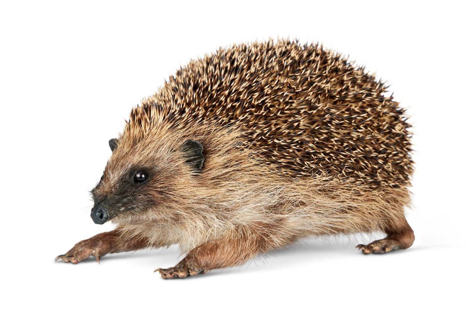 TAXIDERMY: A EUROPEAN HEDGEHOG (ERINACEUS EUROPAEUS)