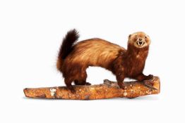 A TAXIDERMY EUROPEAN POLECAT TOGETHER WITH A SQUIRREL SHOULDER MOUNT