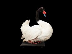 A TAXIDERMY BLACK NECK SWAN (CYGNUS MELANCORYPHUS)