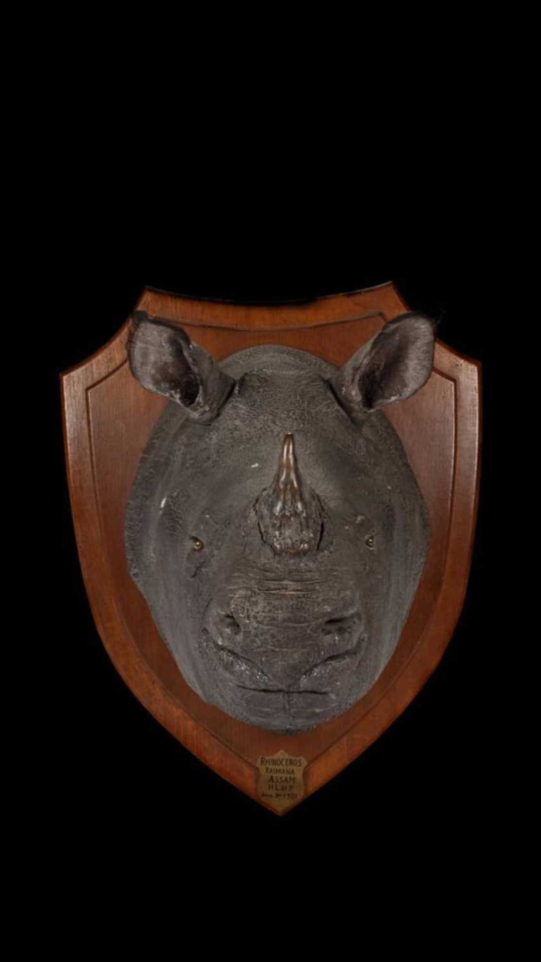 AN AUTHENTIC ROWLAND WARD TAXIDERMY RHINOCEROS HEAD, 1901 - Image 25 of 30