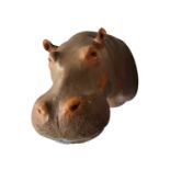 A TAXIDERMY HIPPO, REAL SKIN MOUNT (HIPPOPOTAMUS AMPHIBIUS)