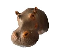 A TAXIDERMY HIPPO, REAL SKIN MOUNT (HIPPOPOTAMUS AMPHIBIUS)