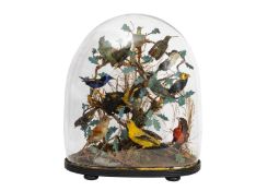 A 19TH CENTURY DISPLAY OF VARIOUS TAXIDERMY SOUTH AMERICAN BIRDS
