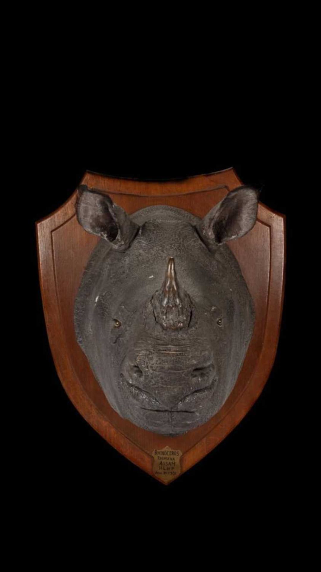 AN AUTHENTIC ROWLAND WARD TAXIDERMY RHINOCEROS HEAD, 1901 - Image 15 of 30