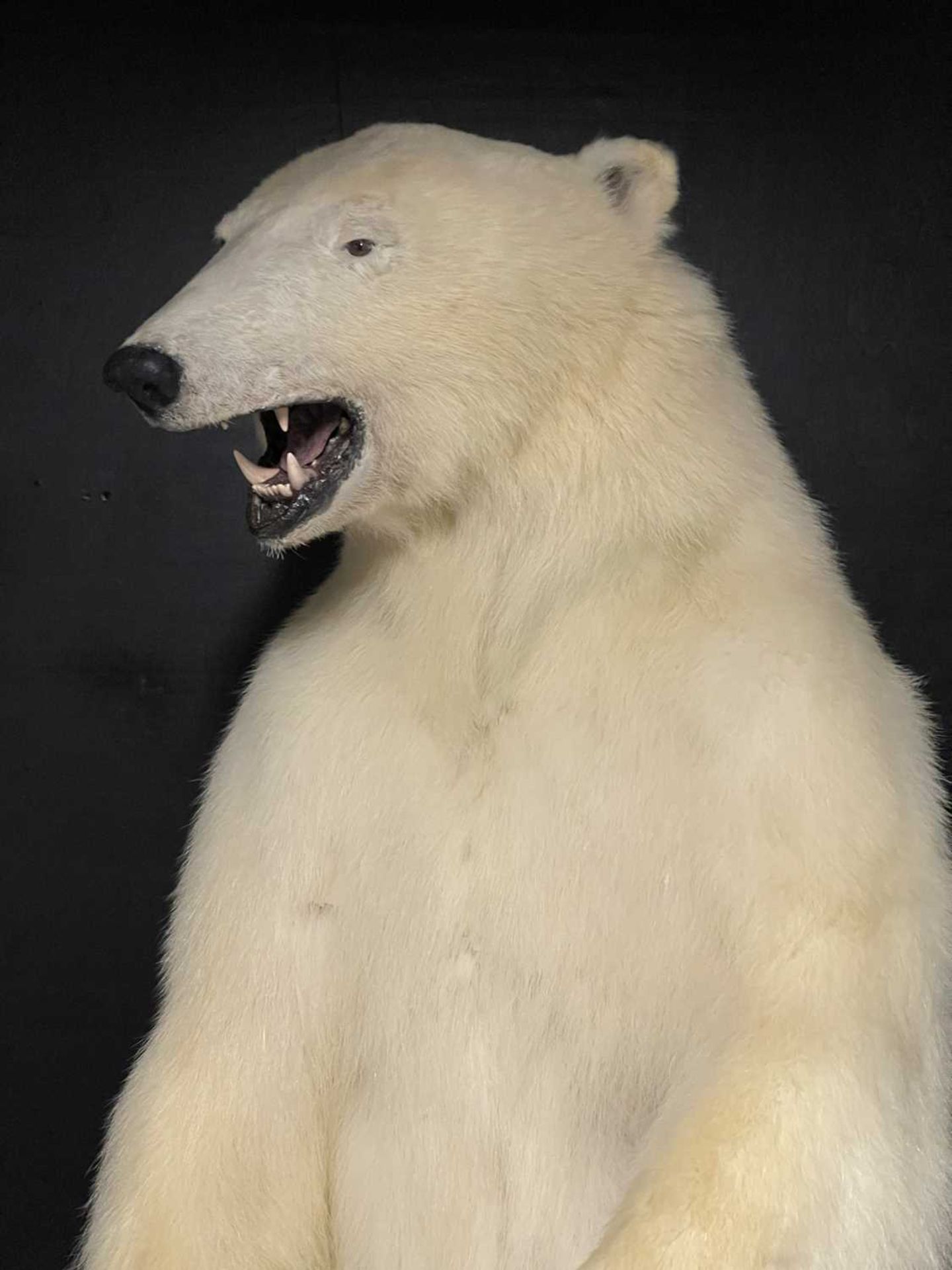 A TAXIDERMY POLAR BEAR (URSUS MARITIMUS) BY SIMON 'THE STUFFA' WILSON - Image 12 of 16