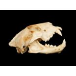 AN AFRICAN LION (PANTHERA LEO) SKULL, LATE 19TH CENTURY