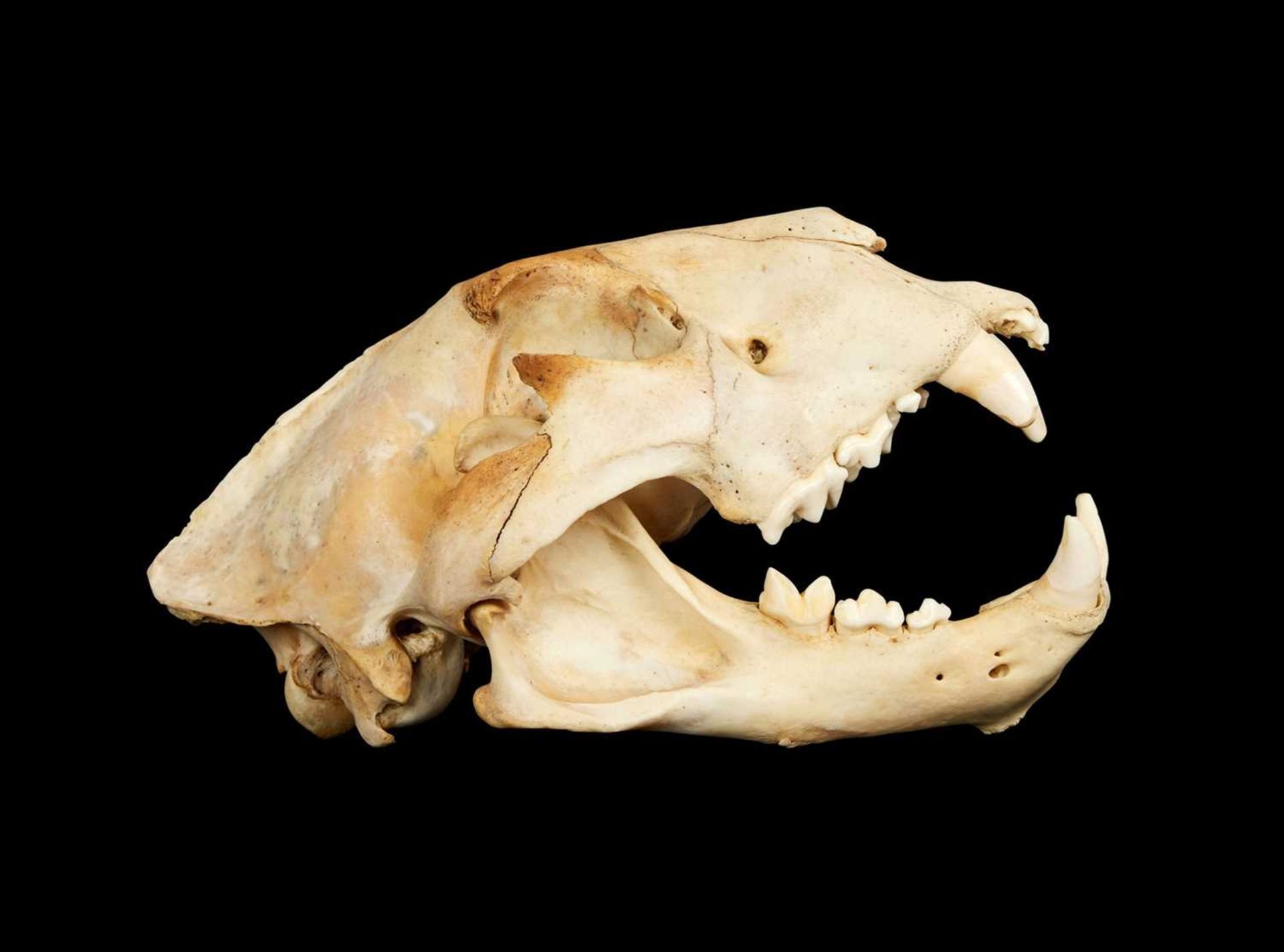 AN AFRICAN LION (PANTHERA LEO) SKULL, LATE 19TH CENTURY