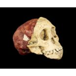 A HOMINID SKULL REPLICA: AUSTRALOPITHECUS AFRICANUS, ‘TAUNG CHILD’