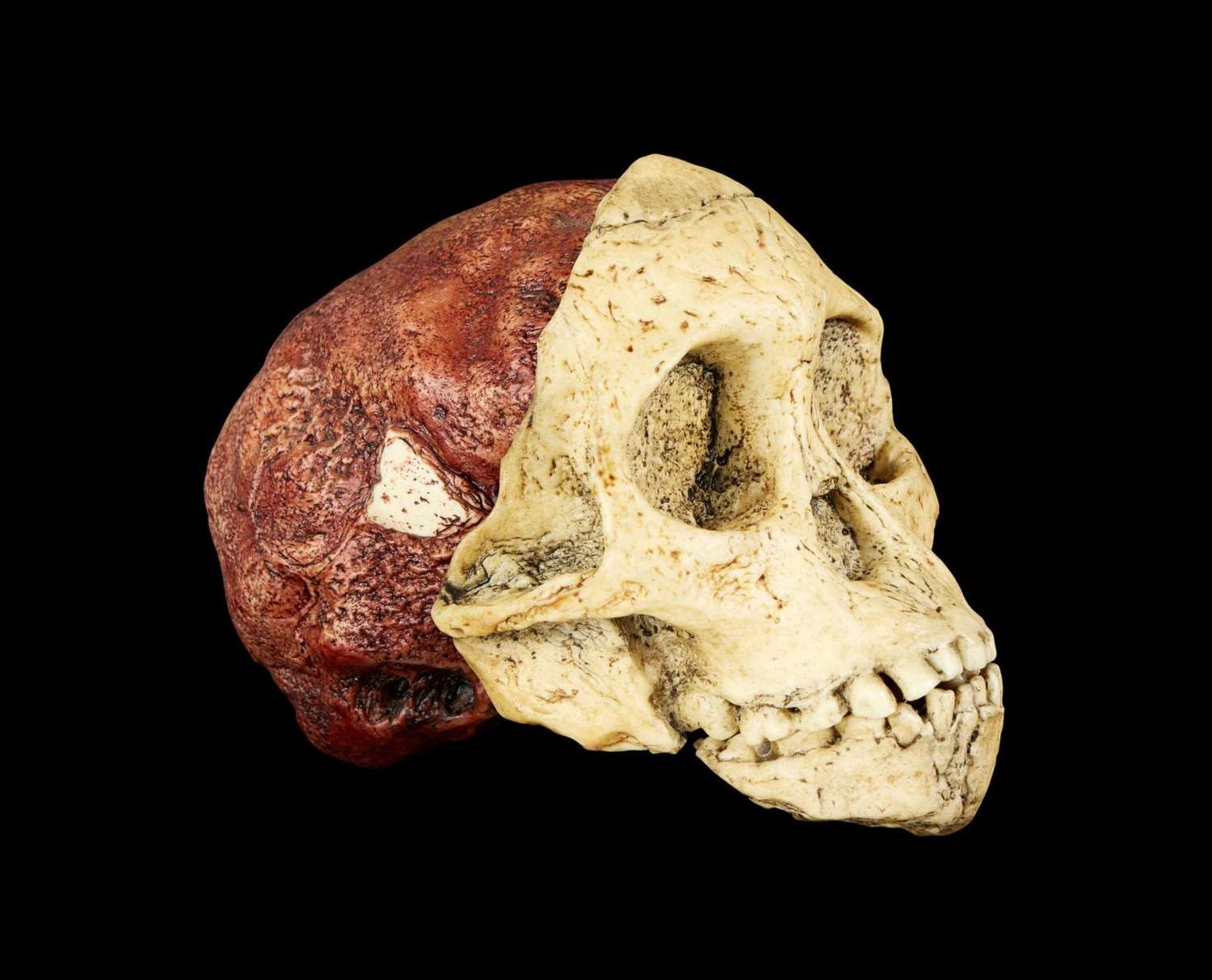 A HOMINID SKULL REPLICA: AUSTRALOPITHECUS AFRICANUS, ‘TAUNG CHILD’