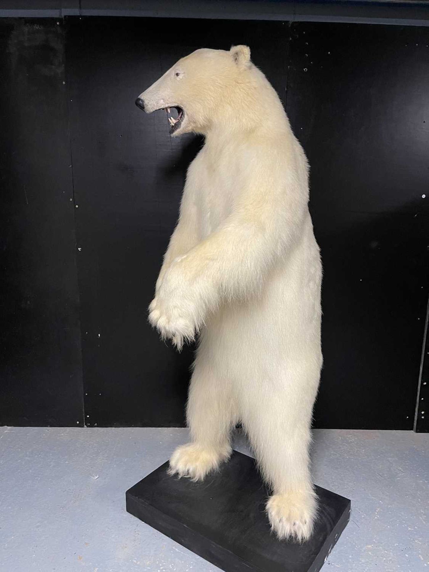 A TAXIDERMY POLAR BEAR (URSUS MARITIMUS) BY SIMON 'THE STUFFA' WILSON - Image 8 of 16