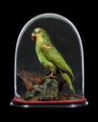 TAXIDERMY: A BLUE-FRONTED AMAZON PARROT (AMAZONA GESTIVA) IN GLASS DOME, LATE 19TH CENTURY