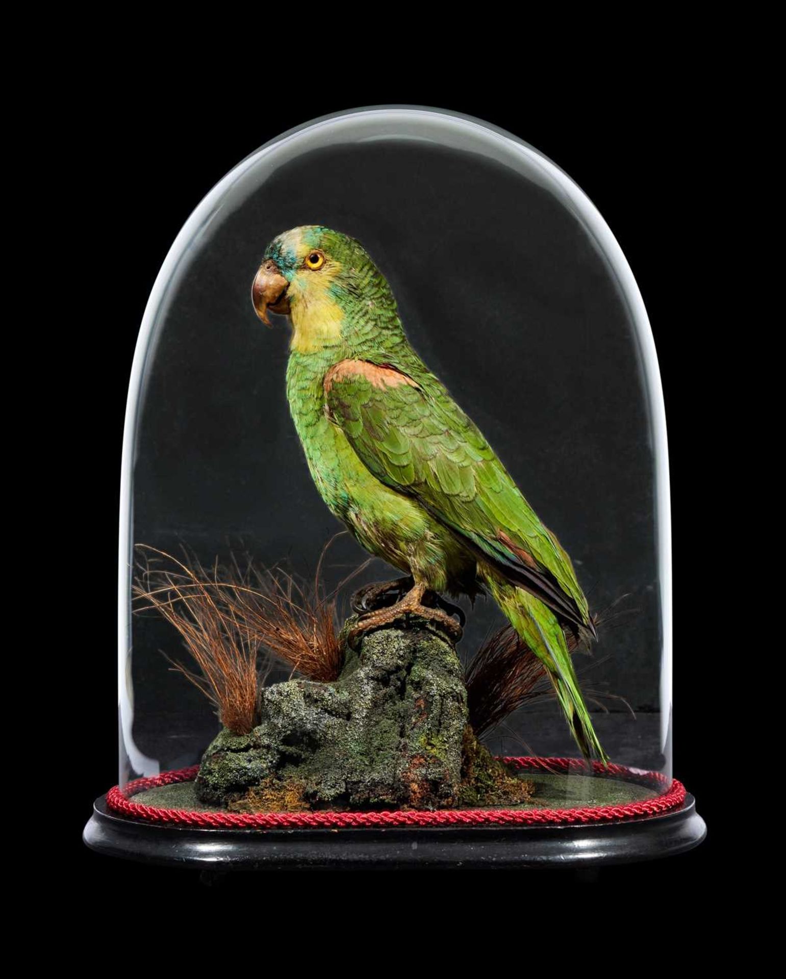 TAXIDERMY: A BLUE-FRONTED AMAZON PARROT (AMAZONA GESTIVA) IN GLASS DOME, LATE 19TH CENTURY