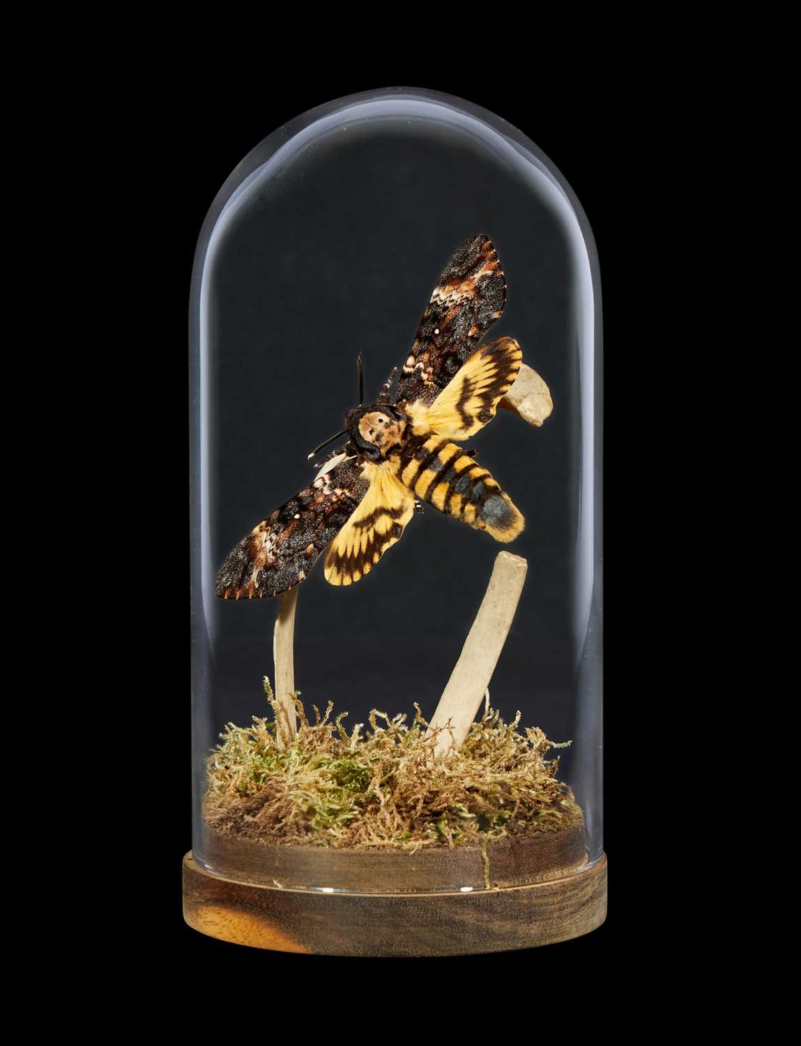 TAXIDERMY DEATH’S HEAD HAWK MOTH IN FLIGHT WITH GENUINE HUMAN RIB BONE UNDER GLASS DOME