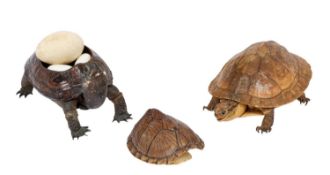 TWO EARLY 20TH CENTURY TAXIDERMY TURTLES TOGETHER WITH A SHELL