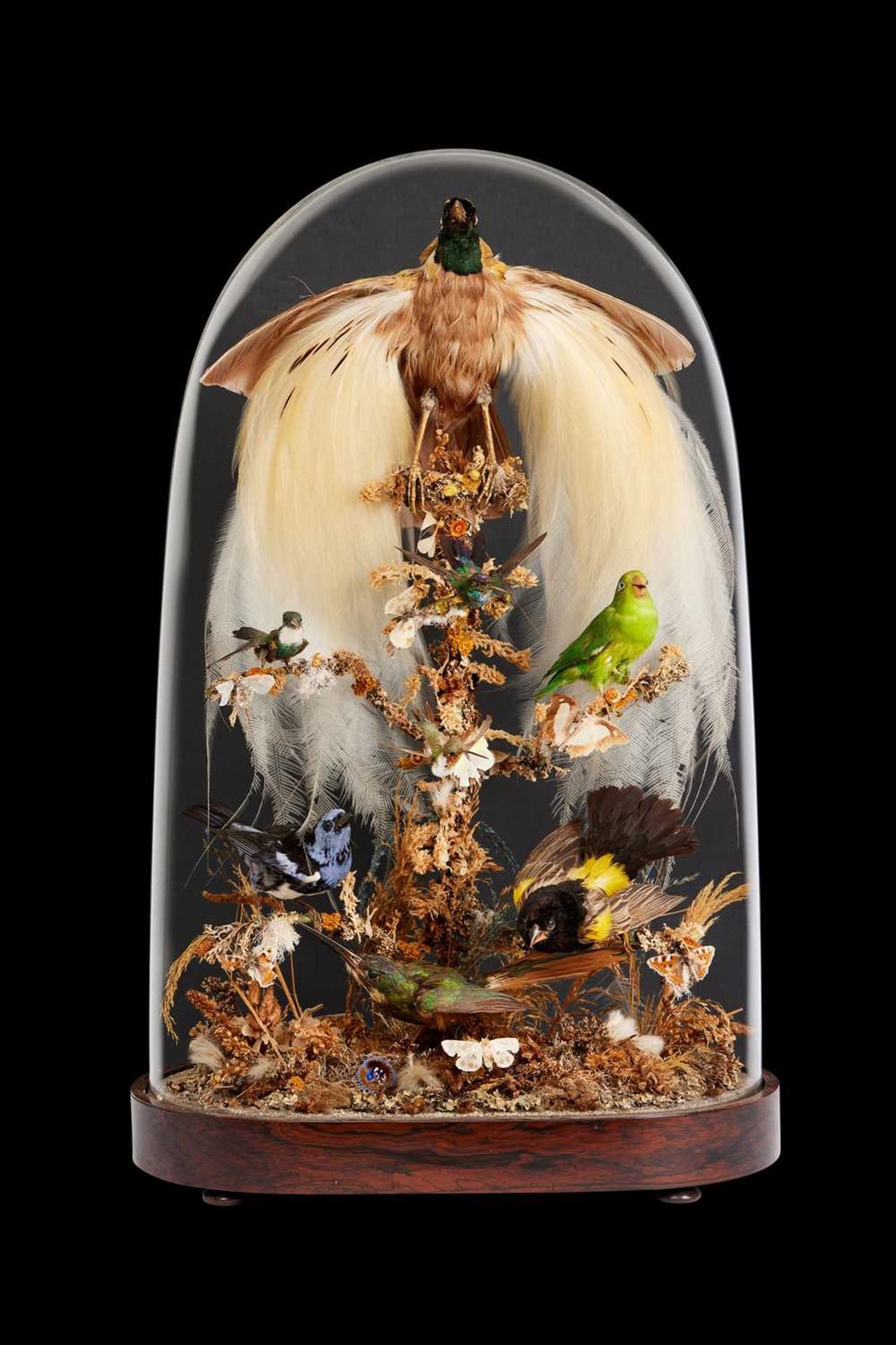 A VICTORIAN DISPLAY OF EXOTIC BIRDS INCLUDING A LESSER BIRD OF PARADISE