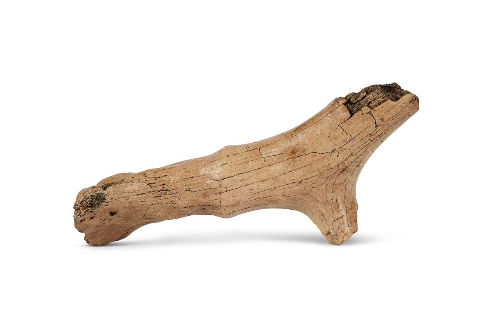 A FOSSILISED EXTINCT ‘PRAEMEGACEROS VERTICORNIS’ DEER ANTLER SECTION