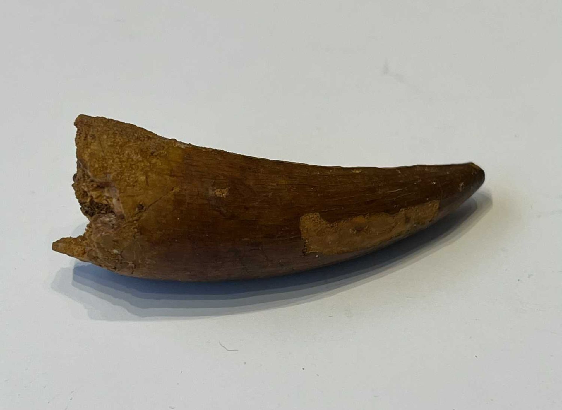 AN EXTINCT ‘SARCOSUCHUS’ CROCODILE ‘SUPERCROC’ TOOTH, LATE CRETACEOUS, 100 MILLION YEARS - Image 6 of 6