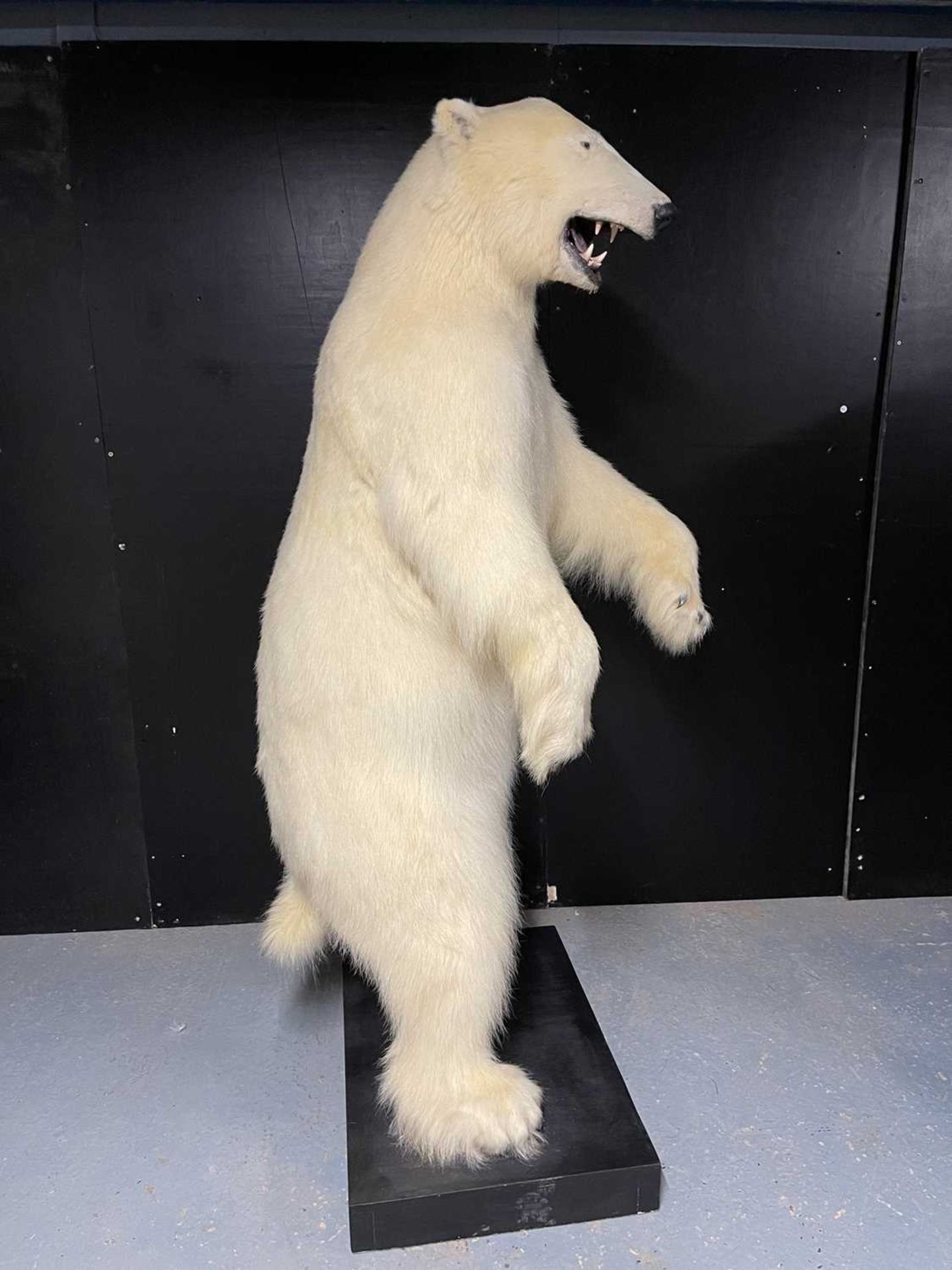 A TAXIDERMY POLAR BEAR (URSUS MARITIMUS) BY SIMON 'THE STUFFA' WILSON - Image 14 of 16