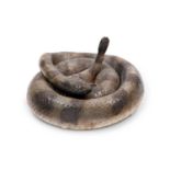 A TAXIDERMY RATTLE SNAKE (CROTALUS)