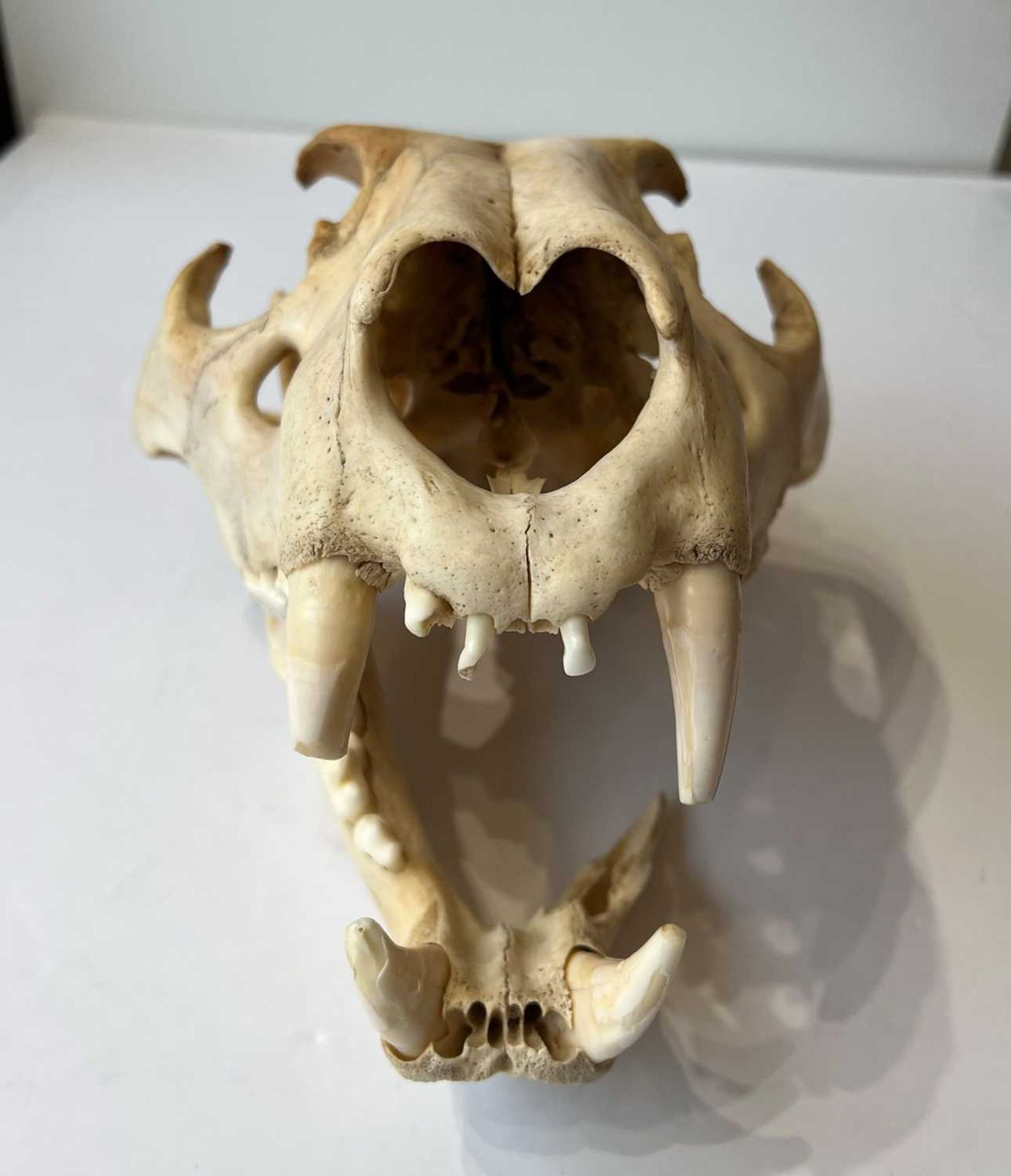 AN AFRICAN LION (PANTHERA LEO) SKULL, LATE 19TH CENTURY - Image 5 of 6