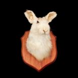 A TAXIDERMY ARCTIC HARE HEAD