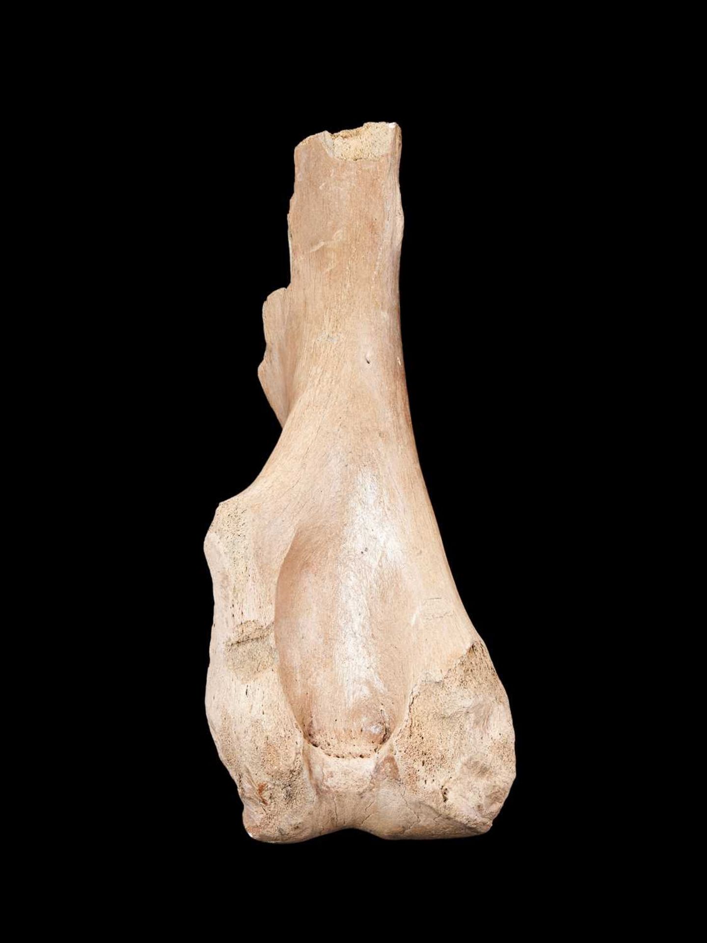 AN EXTINCT WOOLLY MAMMOTH (MAMMUTHUS PRIMIGENIUS) LIMB BONE, PLEISTOCENE, 100,000 YEARS OLD - Image 2 of 2