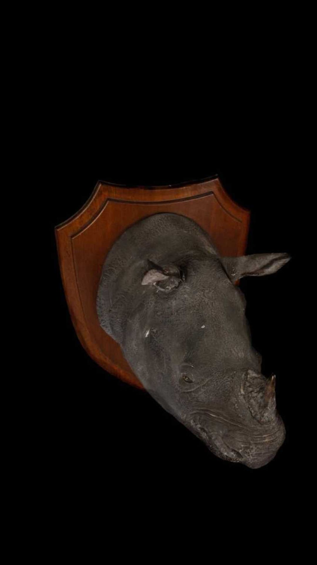 AN AUTHENTIC ROWLAND WARD TAXIDERMY RHINOCEROS HEAD, 1901 - Image 3 of 30