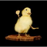 TAXIDERMY: A FREAK DUCKLING WITH FOUR LEGS WAVING