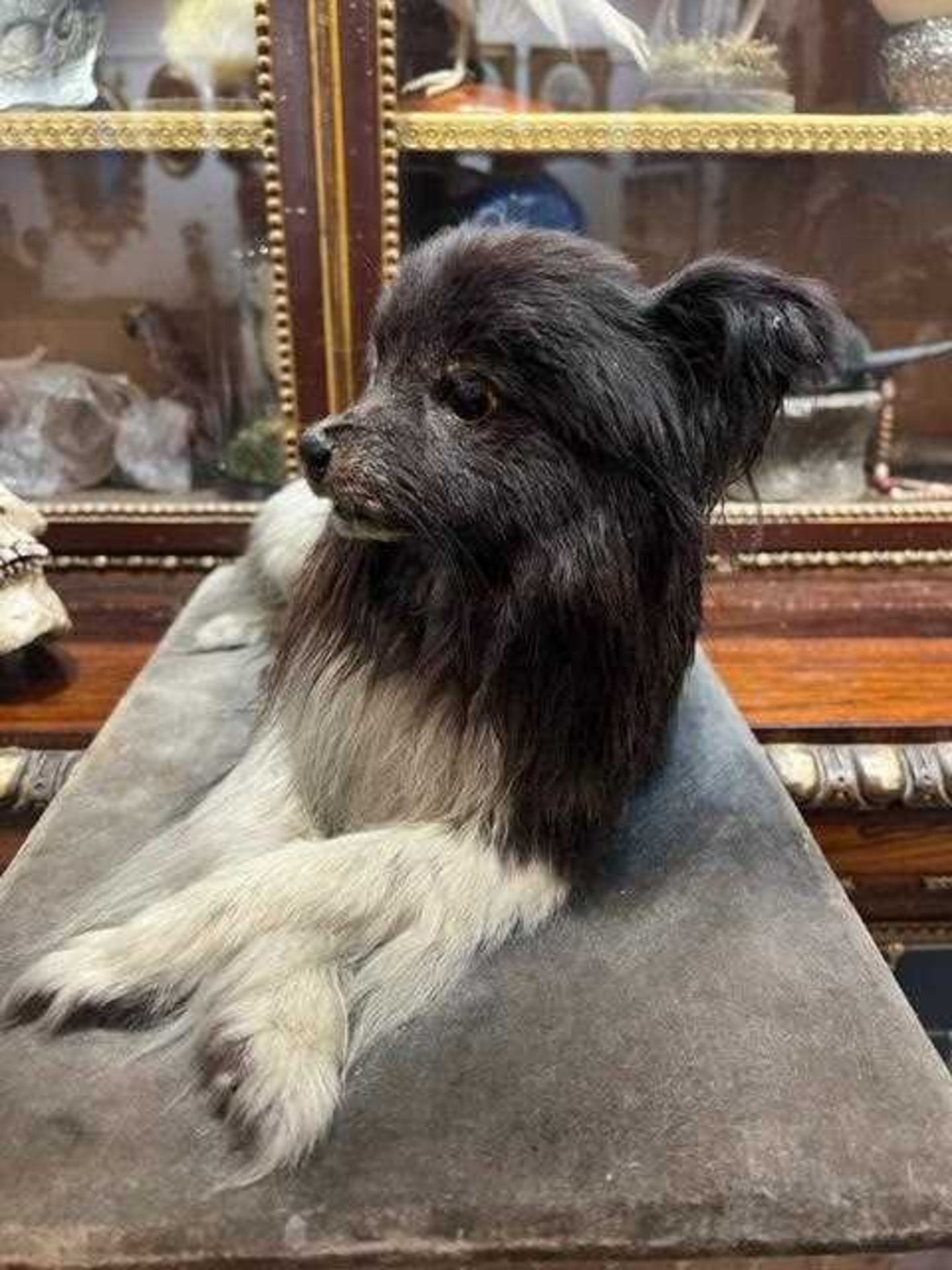 A VICTORIAN TAXIDERMY POMERANIAN DOG BY E.F. SPICER - Image 6 of 9