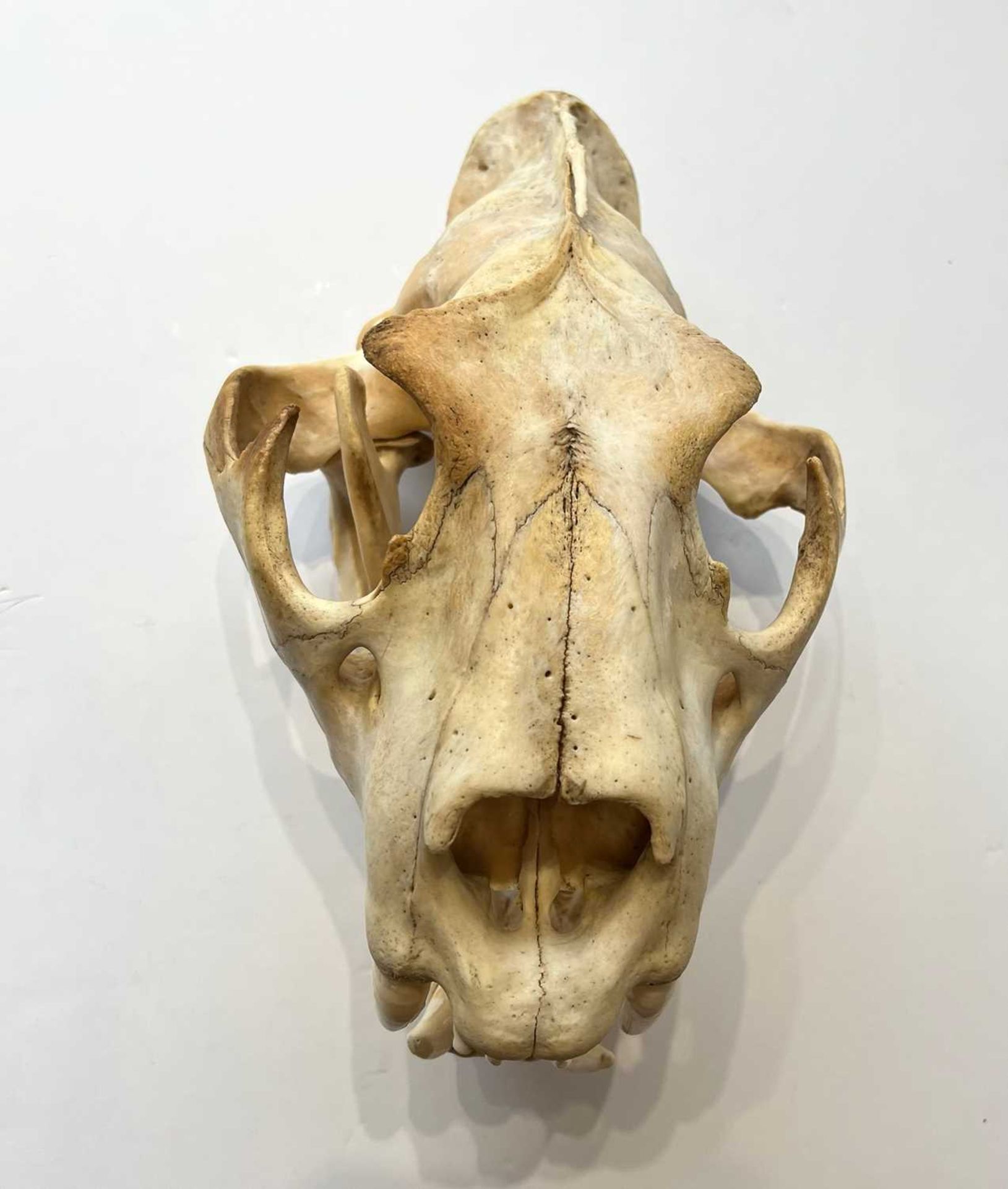 AN AFRICAN LION (PANTHERA LEO) SKULL, LATE 19TH CENTURY - Image 4 of 6