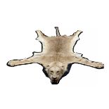 AN AFRICAN LION SKIN RUG WITH MOUNTED HEAD (PANTHERA LEO)