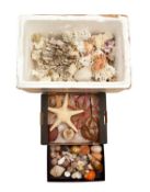 A COLLECTION OF MARINE LIFE, SHELLS, CORAL AND STAR FISH