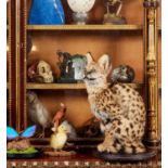 A TAXIDERMY SERVAL KITTEN (LEPTAILURUS SERVAL)